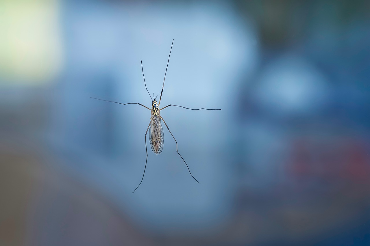 A World Without Mosquitoes - The Ethics of Species Eradication